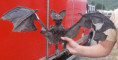 /album/zvirata-vycpaniny-lastury-more-trofeje-taxidermy-sea-props/rh-816w490-jpg/