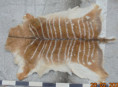/album/zvirata-kuze-kozesiny-animals-skins-fur-leather/rk-371w395-jpg/