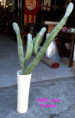 /album/vazy-vse-fontany-vases-all/ba-980w385-jpg/