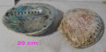 /album/zvirata-vycpaniny-lastury-more-trofeje-taxidermy-sea-props/rd-967bw90-jpg/