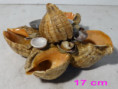 /album/zvirata-vycpaniny-lastury-more-trofeje-taxidermy-sea-props/rd-967w145-jpg/