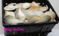 /album/repliky-jidlo-food-replica/lg-325w800-jpg/