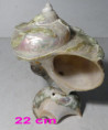 /album/sosky-male-small-statues/mp-533w195-jpg/